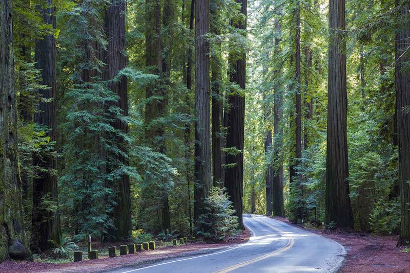 Avenue of the Giants - California's Cathedral of Trees