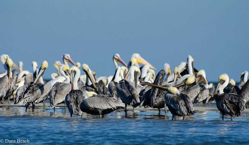 Deveaux Bank Seabird Sanctuary (Mouth of North Edisto River) - Seasonal Access Only