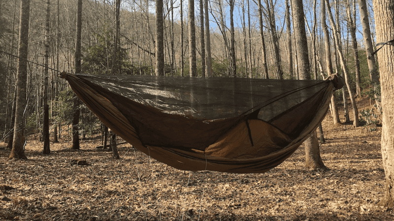 Warbonnet Blackbird