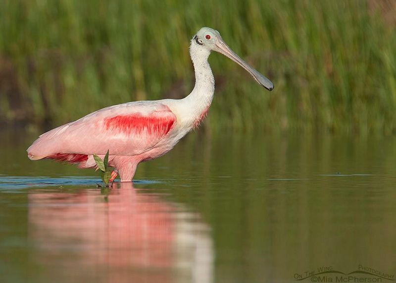 Witness Over 300 Bird Species Along the Migration Route