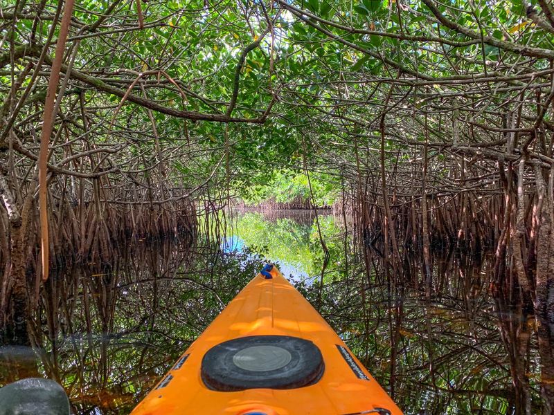 Turner River – Big Cypress, Everglades