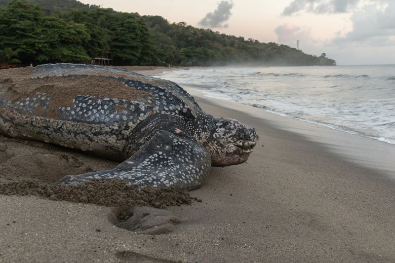 Trinidad & Tobago: Caribbean Joy Beyond the Beaches