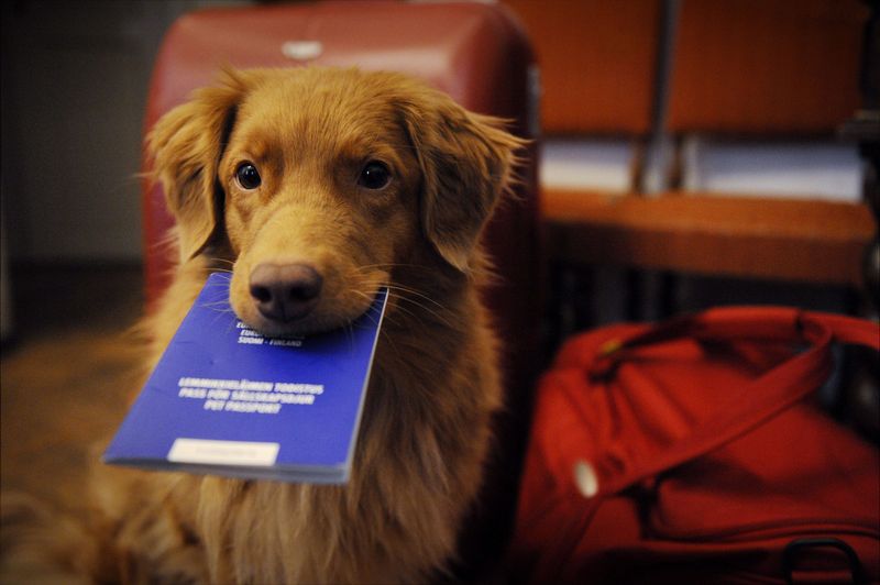 Working Dogs Carry Passports Too