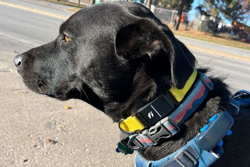GPS Pet Tracker