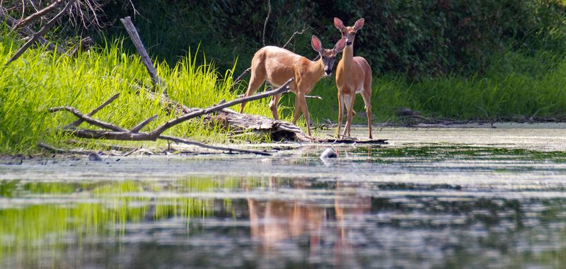 Observe Abundant Wildlife in Natural Habitats