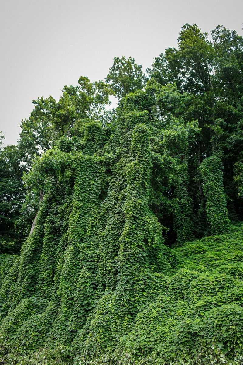 You Know What Kudzu Is