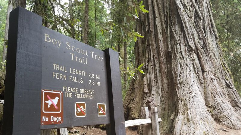 Boy Scout Tree Trail