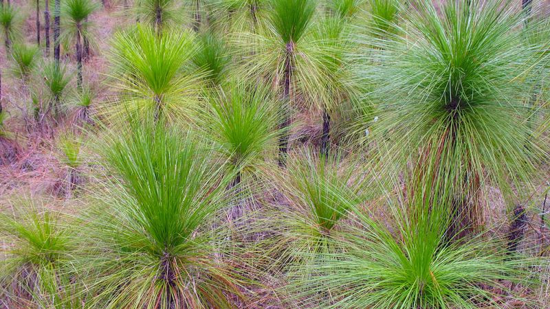 Unique Plant Communities Blend Regions