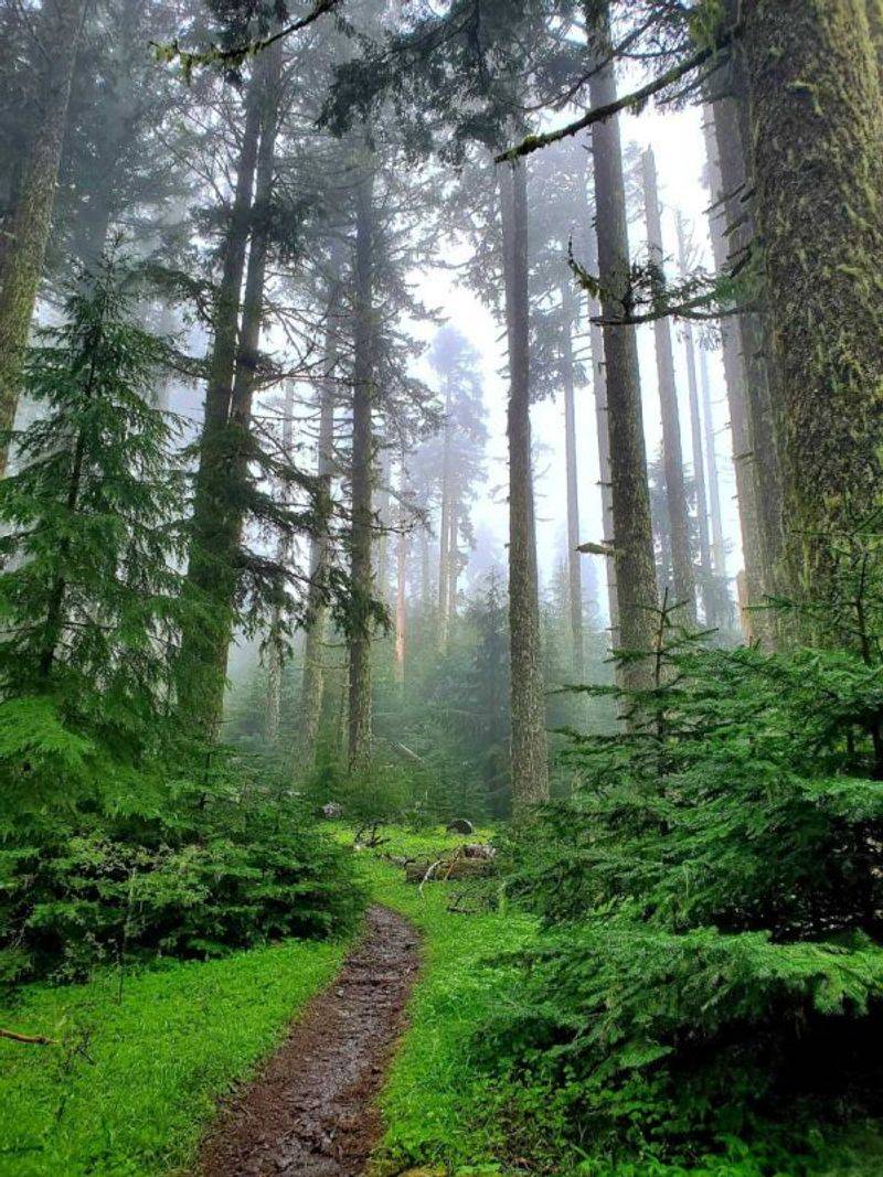 Ancient Forests with 700-Year-Old Giants