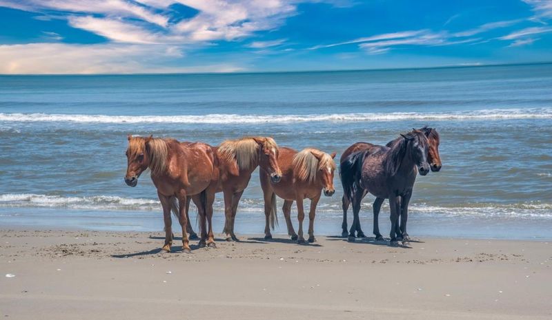 Beach Life Encounters