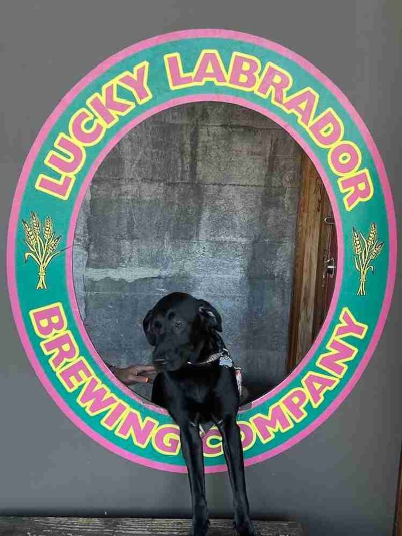 Lucky Labrador Brewing Company – All locations open (dog-friendly)