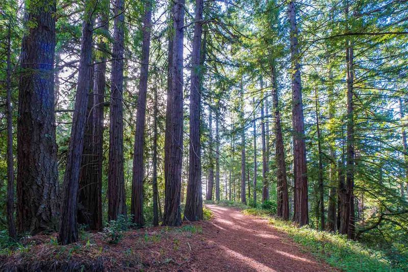 Heritage Grove - Peninsula's Best-Kept Secret