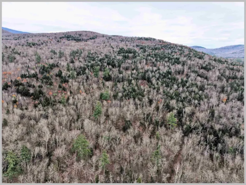 Nature Reclaims Its Territory