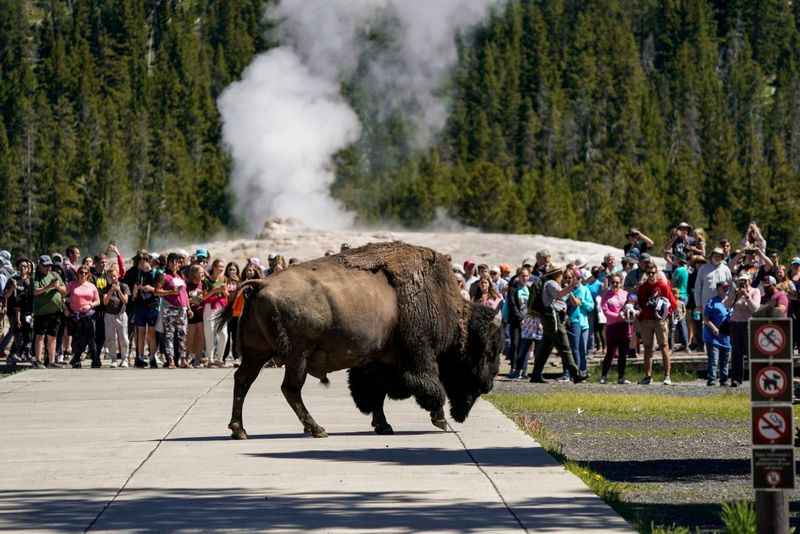 Wildlife is Everywhere—Keep a Safe Distance