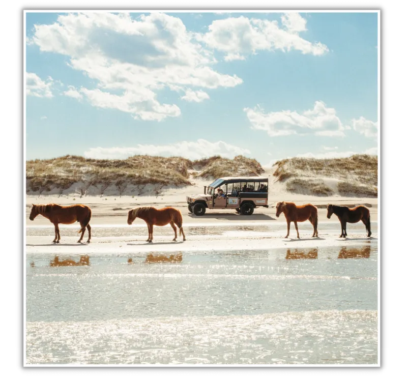Safari-Style Adventure Tours