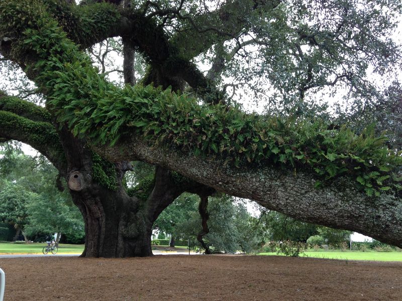 The Legendary Big Oak Stands Sentinel