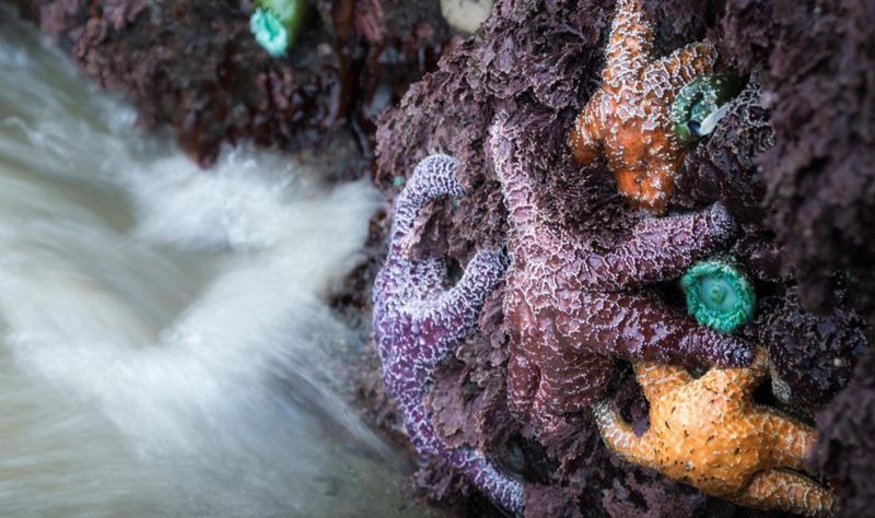 Tide Pools at Indian Beach – Explore marine life like starfish, anemones, and crabs at low tide