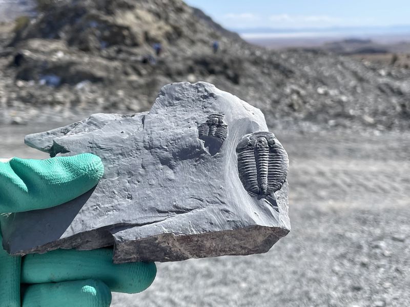 Dig for Fossils in Delta