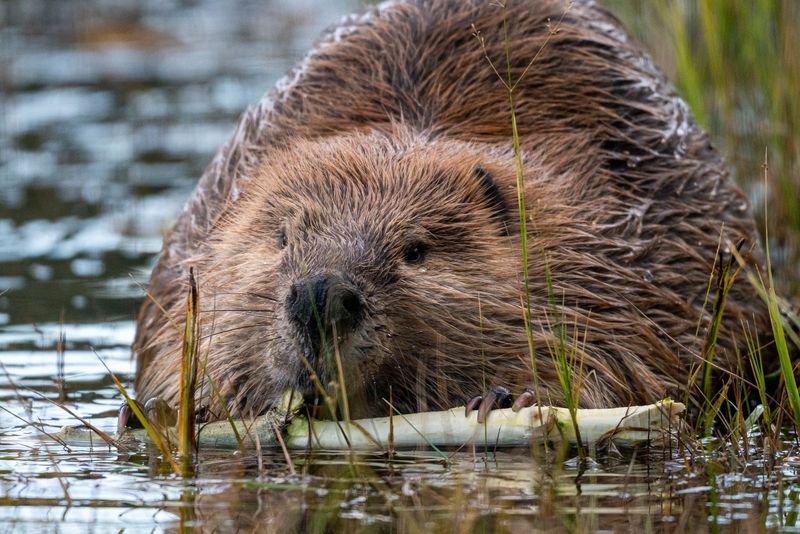 Beavers Bounce Back as Master Engineers