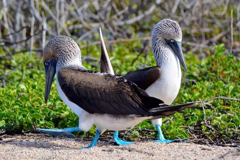 Visit the Galápagos Islands, Ecuador