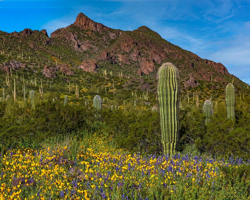 Wild Bloom Hikes Near Tucson