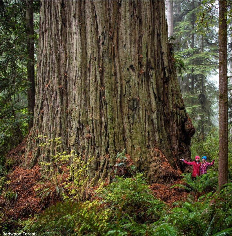 Crescent City & Redwood Forests - Enter the Giants