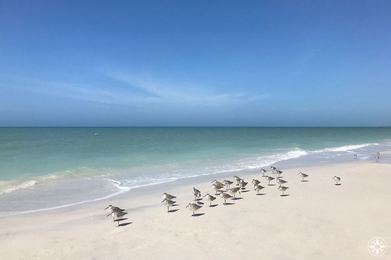 Caladesi Island State Park (Dunedin ferry)