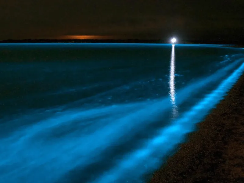 Isla Holbox: Mexico's Bioluminescent Secret Under Threat