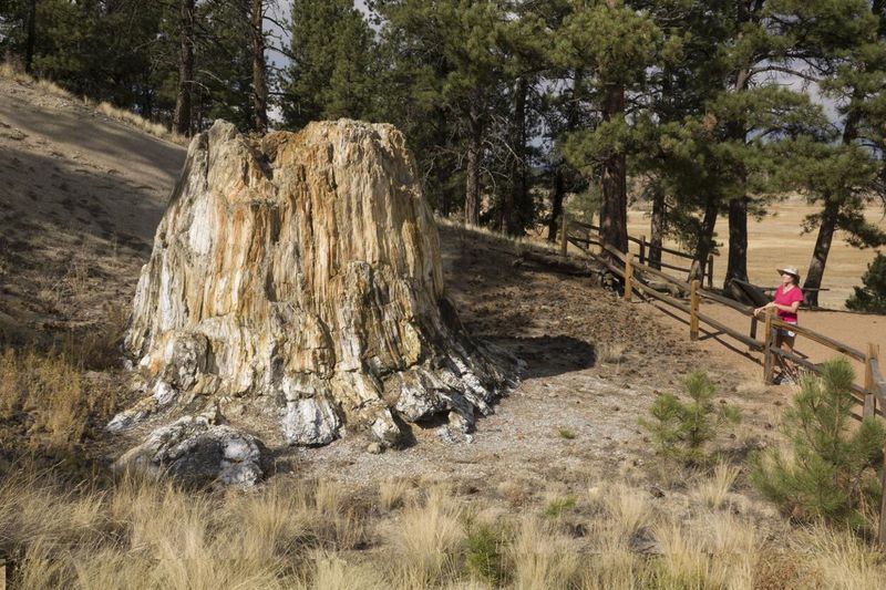 Visit Florissant Fossil Beds National Monument