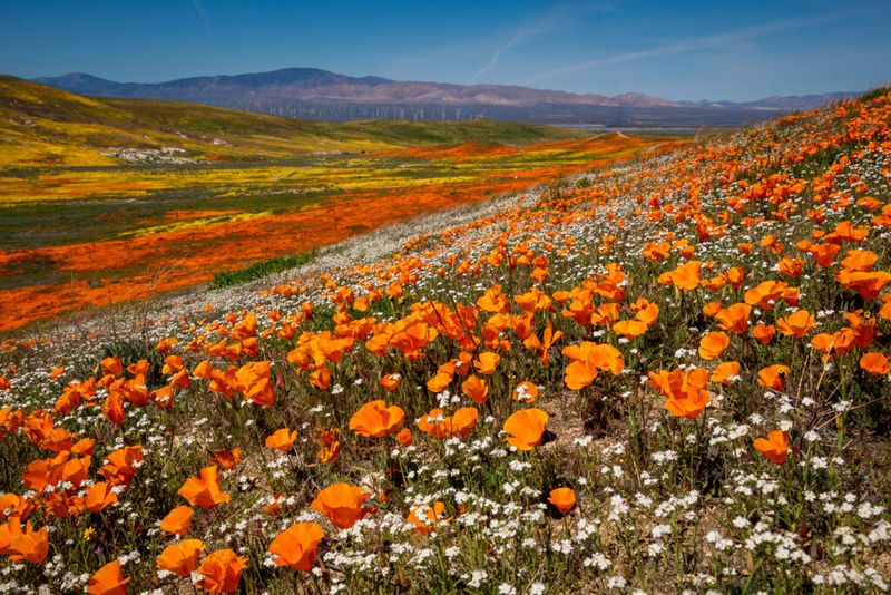 Marvel at Spring Wildflower Explosions