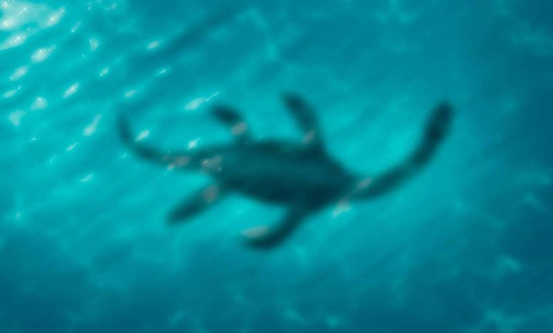The Mysterious Cadborosaurus: Puget Sound's Elusive Resident