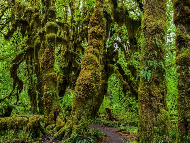 Olympic National Park, Washington – Three Ecosystems in One