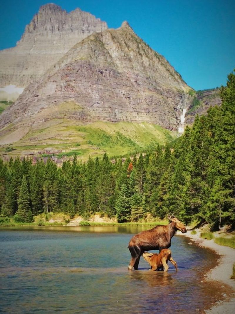 Many Glacier Moose Haven: September to Early October