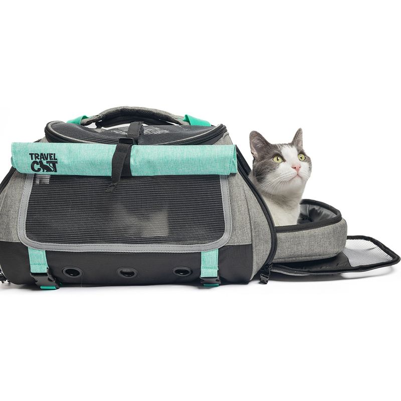 Travel Cat