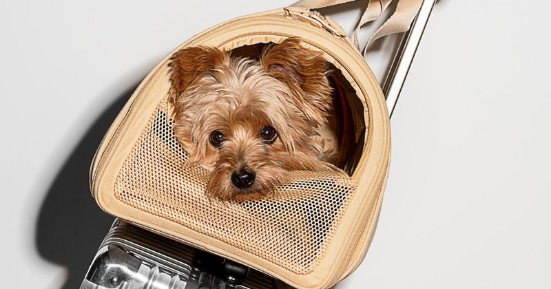Wild One Travel Carrier – Compact & Comfortable