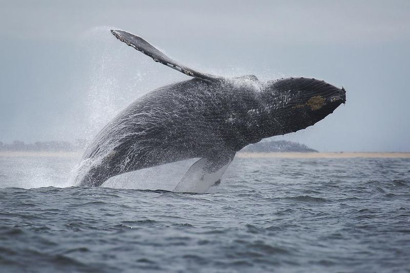 Whales and Wildlife Offshore
