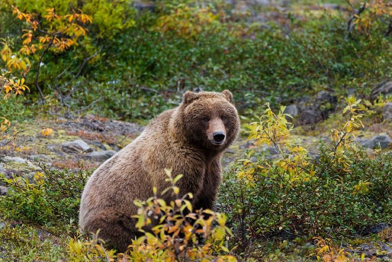 Safety First: Essential Wildlife Distance Rules and Etiquette