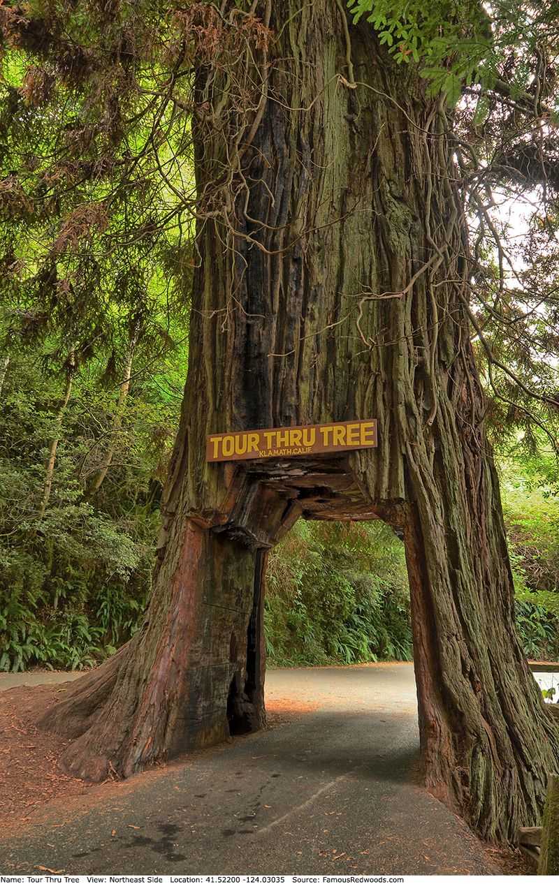 Klamath Tour-Thru Tree