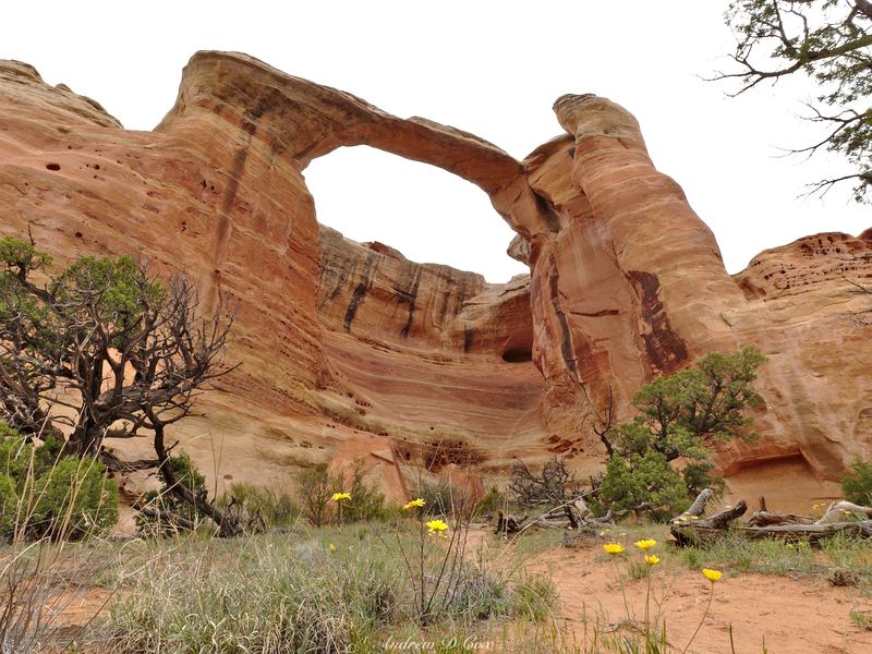 Traverse the McInnis Canyons Scenic Byway