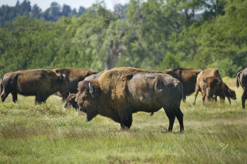 Fort Niobrara National Wildlife Refuge & Fort Falls (Valentine)