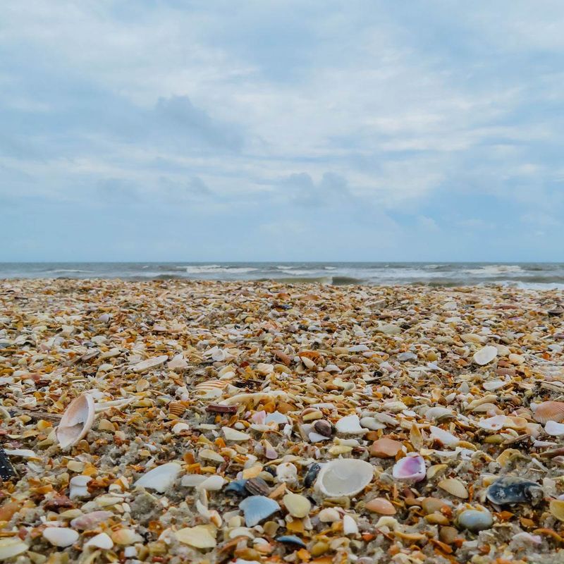 A Shell Collector's Dream