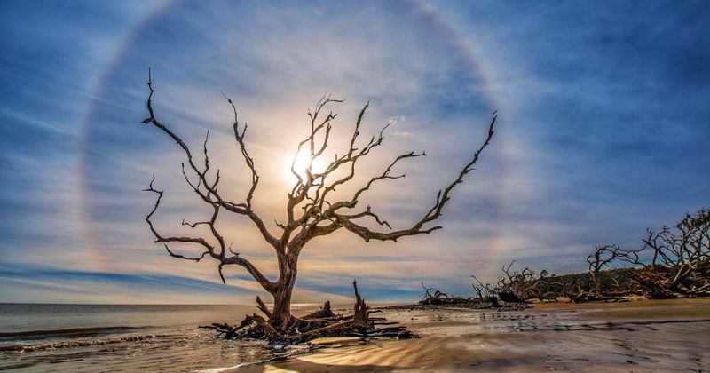 Driftwood Beach (Jekyll Island)