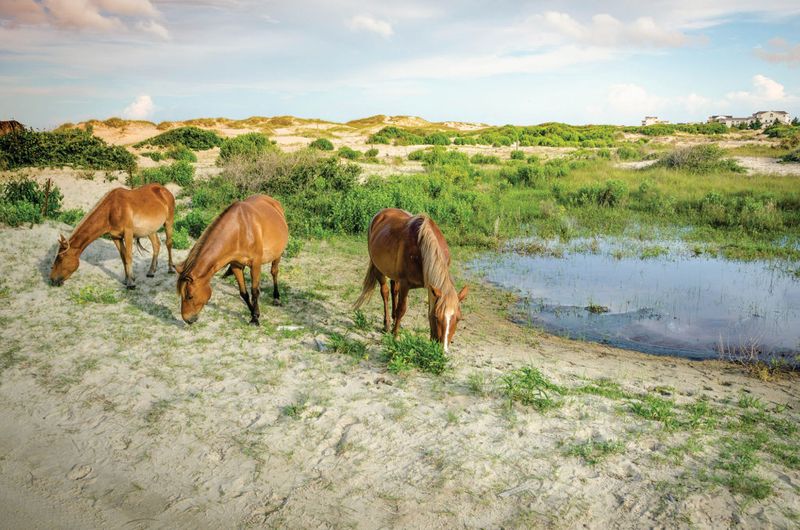 Protected Wild Sanctuary