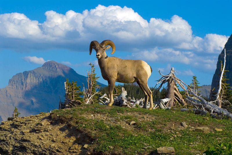 Logan Pass Opens: Mountain Goats and Bighorn Sheep Paradise