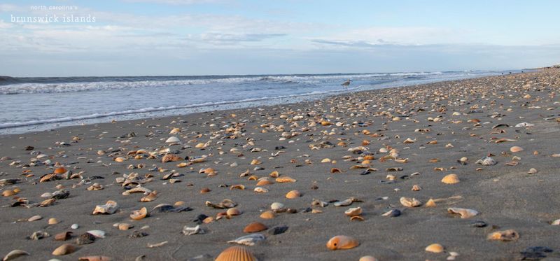 Master the Tides: Strategic Shelling for Maximum Discoveries
