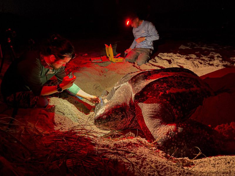 Join a permitted sea-turtle night walk on Florida's Atlantic coast