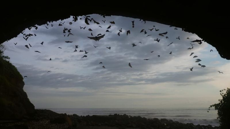 Witness Evening Bat Flights from Cave Entrances