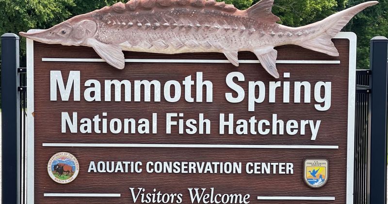 Discover the Fish Hatchery Wonder