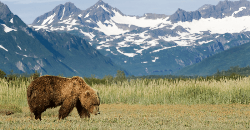 Wildlife Watching