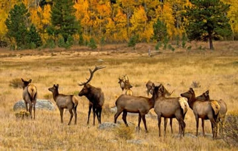 September's Spectacular Rut Season and Smaller Crowds
